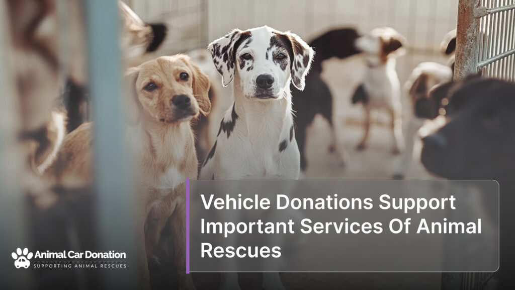 Vehicle Donations Support Important Services Of Animal Rescues