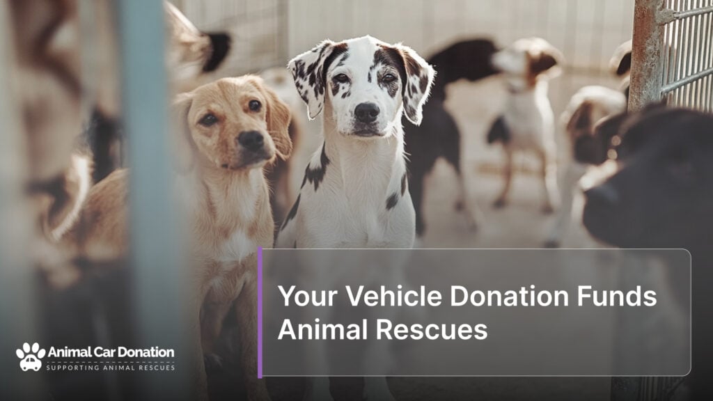 Your Vehicle Donation Funds Animal Rescues