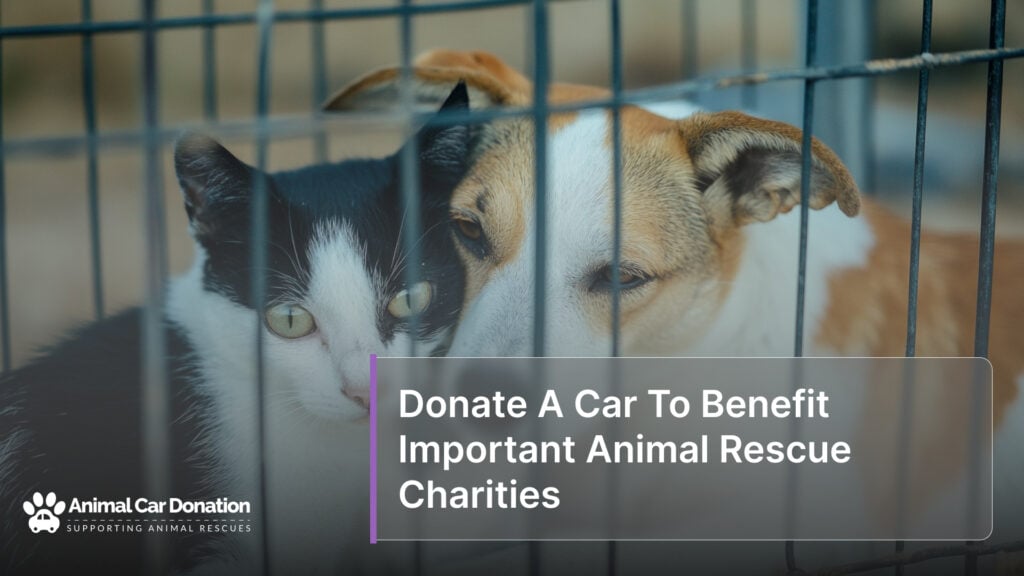 Donate A Car To Benefit Important Animal Rescue Charities