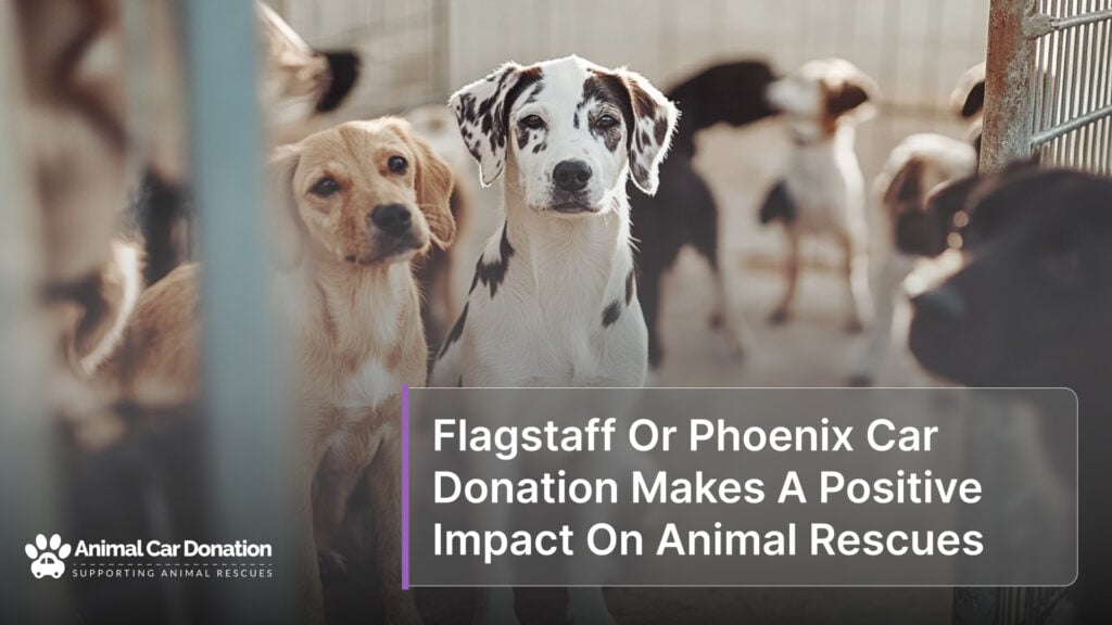 Flagstaff Or Phoenix Car Donation Makes A Positive Impact On Animal Rescues