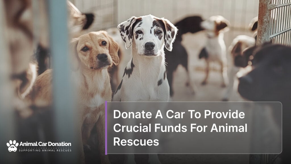 Donate A Car To Provide Crucial Funds For Animal Rescues