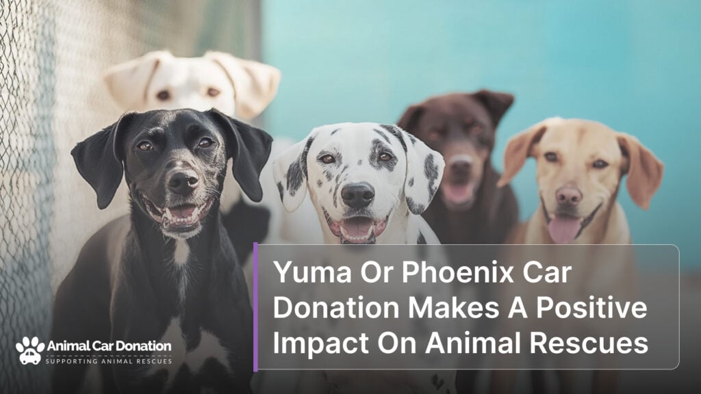 Yuma Or Phoenix Car Donation Makes A Positive Impact On Animal Rescues