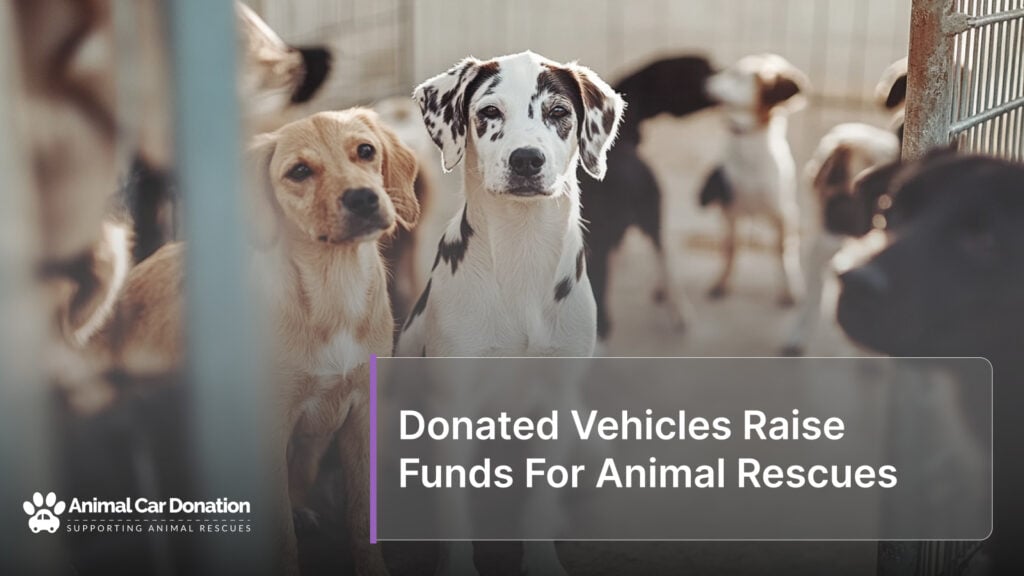 Donated Vehicles Raise Funds For Animal Rescues