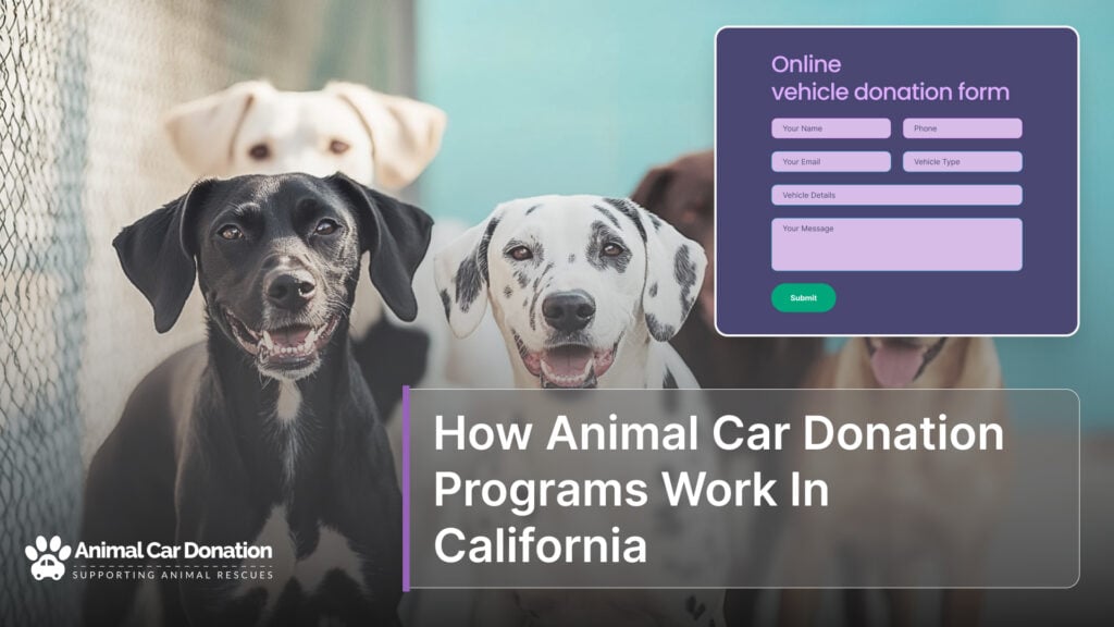 How Animal Car Donation Programs Work In California