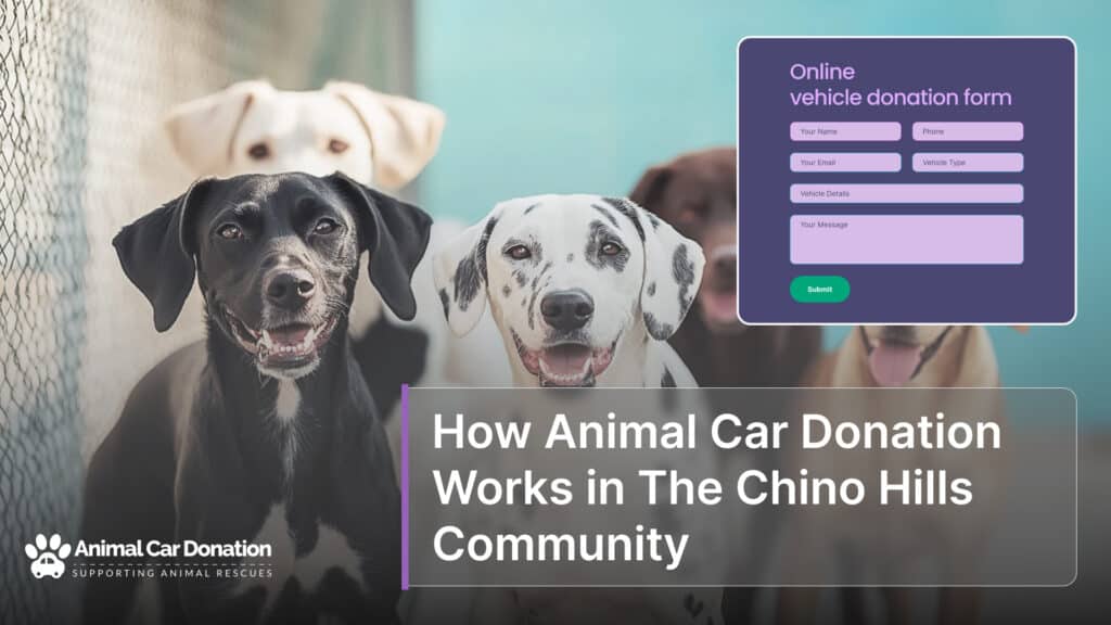 How Animal Car Donation Works in The Chino Hills Community