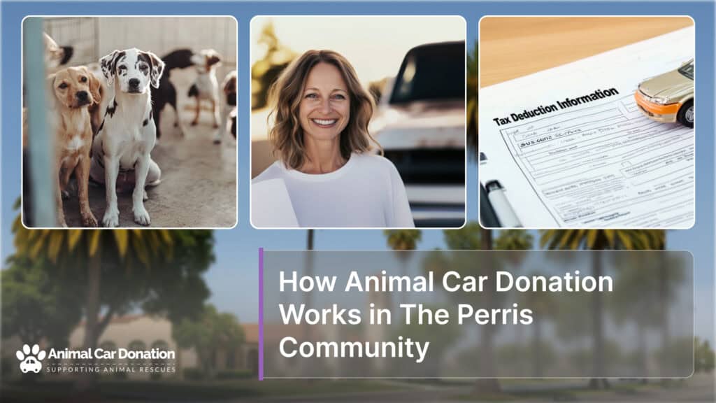 How Animal Car Donation Works in The Perris Community