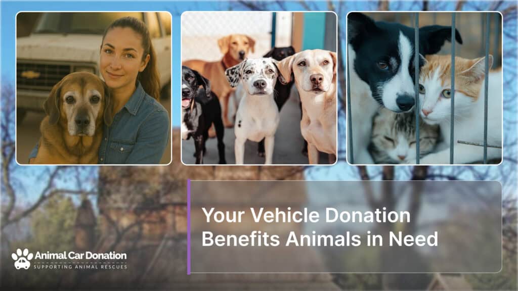 Your Vehicle Donation Benefits Animals in Need