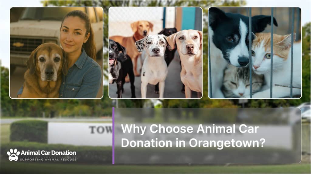 Why Choose Animal Car Donation in Orangetown