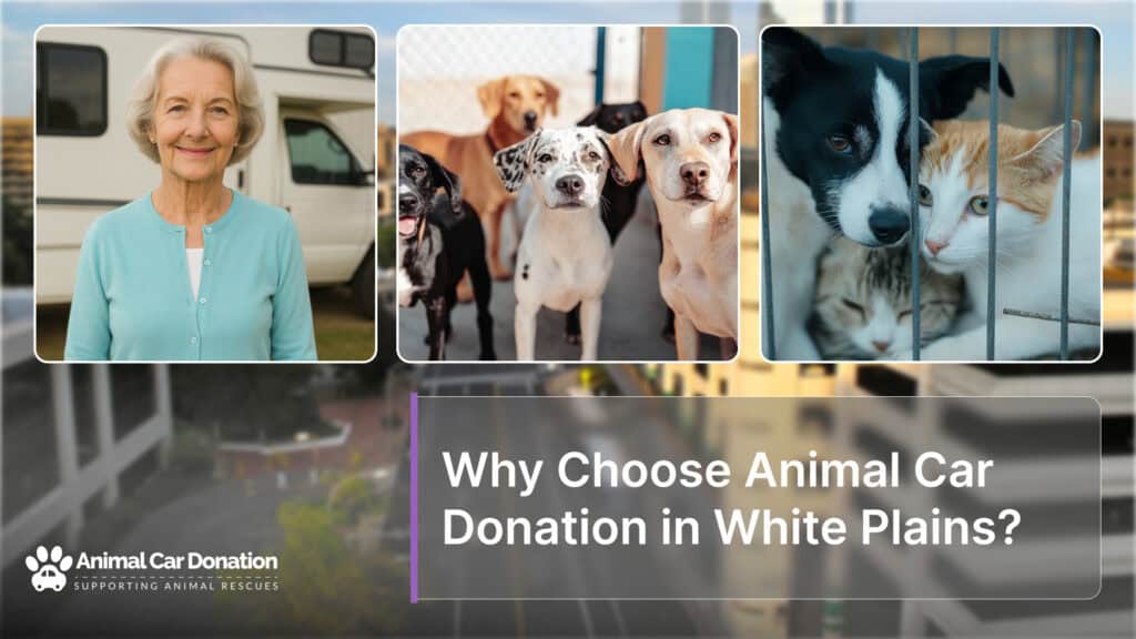 Why Choose Animal Car Donation in White Plains
