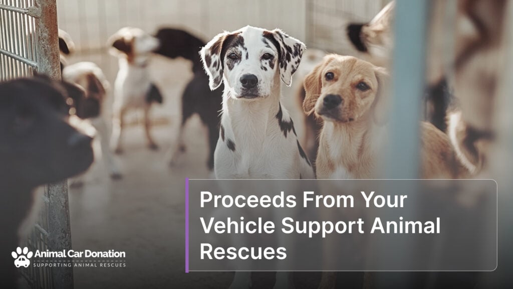 Proceeds From Your Vehicle Support Animal Rescues