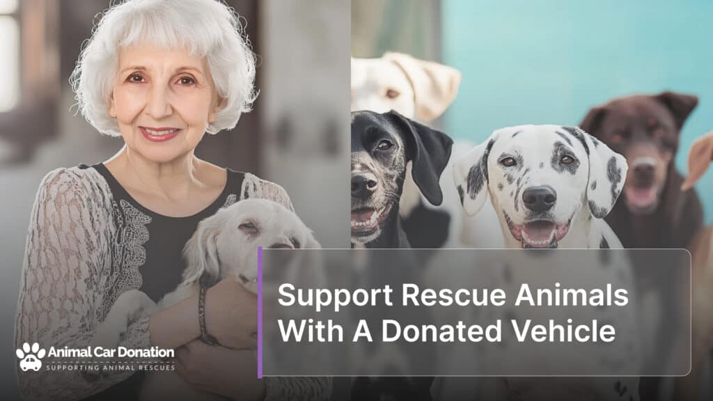 Support Rescue Animals With A Donated Vehicle
