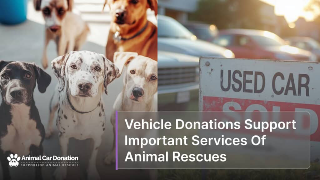 Vehicle Donations Support Important Services Of Animal Rescues