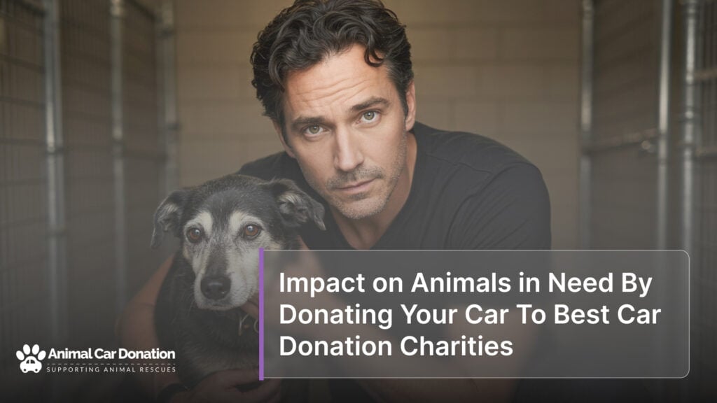 Impact on Animals in Need By Donating Your Car To Best Car Donation Charities