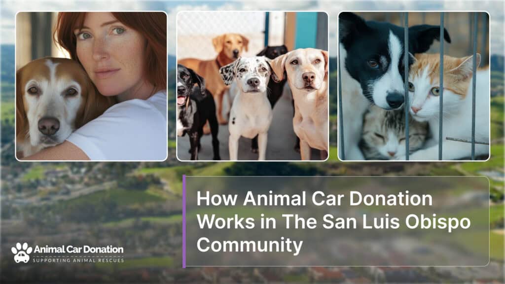How Animal Car Donation Works in The San Luis Obispo Community