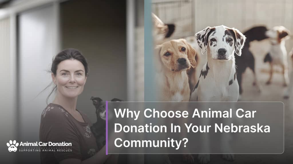 Why Choose Animal Car Donation In Your Nebraska Community?