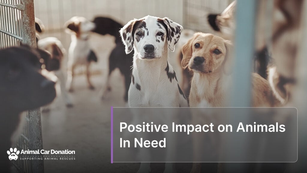 Positive Impact on Animals In Need