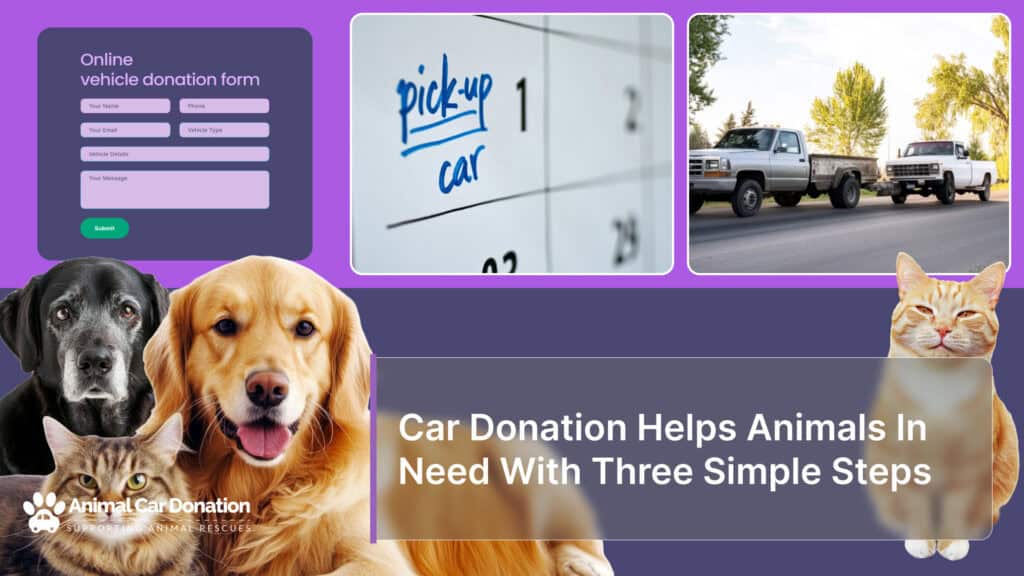 Car Donation Helps Animals In Need With Three Simple Steps