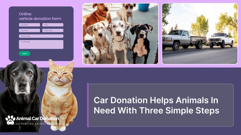 Car Donation Helps Animals In Need With Three Simple Steps
