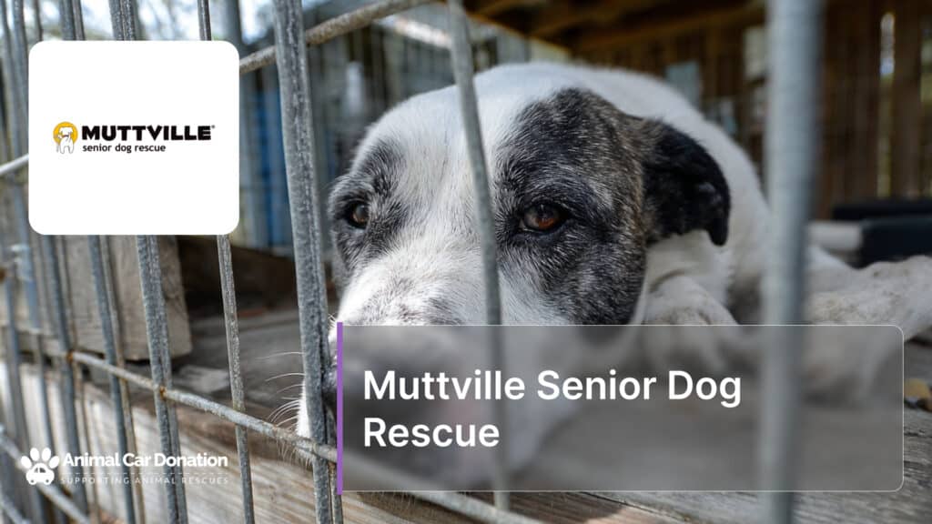 Muttville Senior Dog Rescue