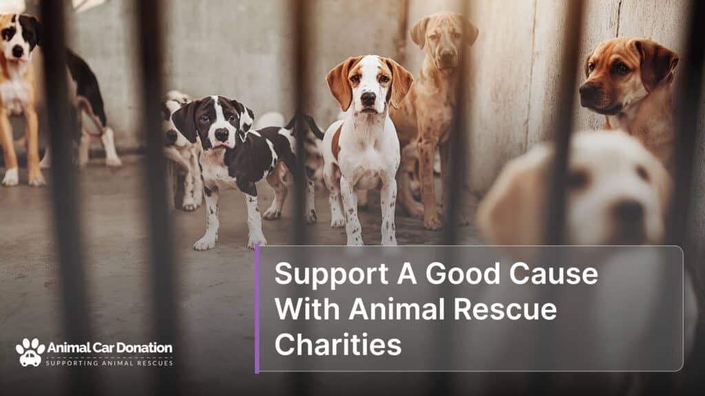 Support A Good Cause With Animal Rescue Charities