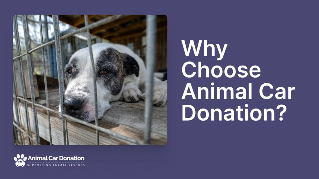 Why Choose Animal Car Donation