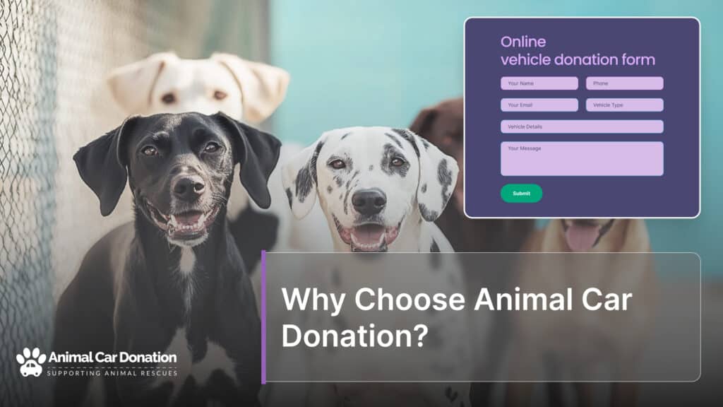 Why Choose Animal Car Donation