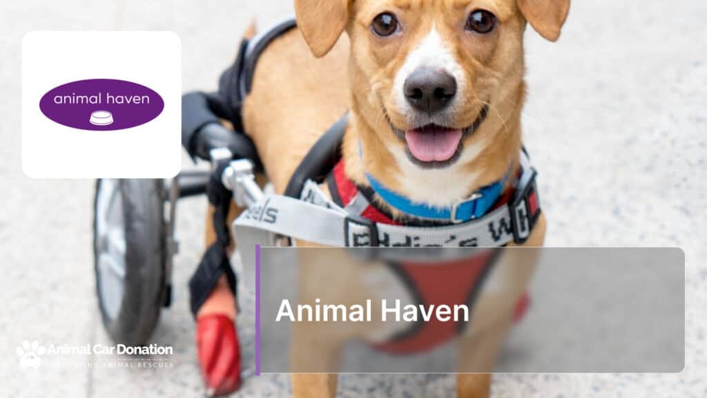 Animal Haven
