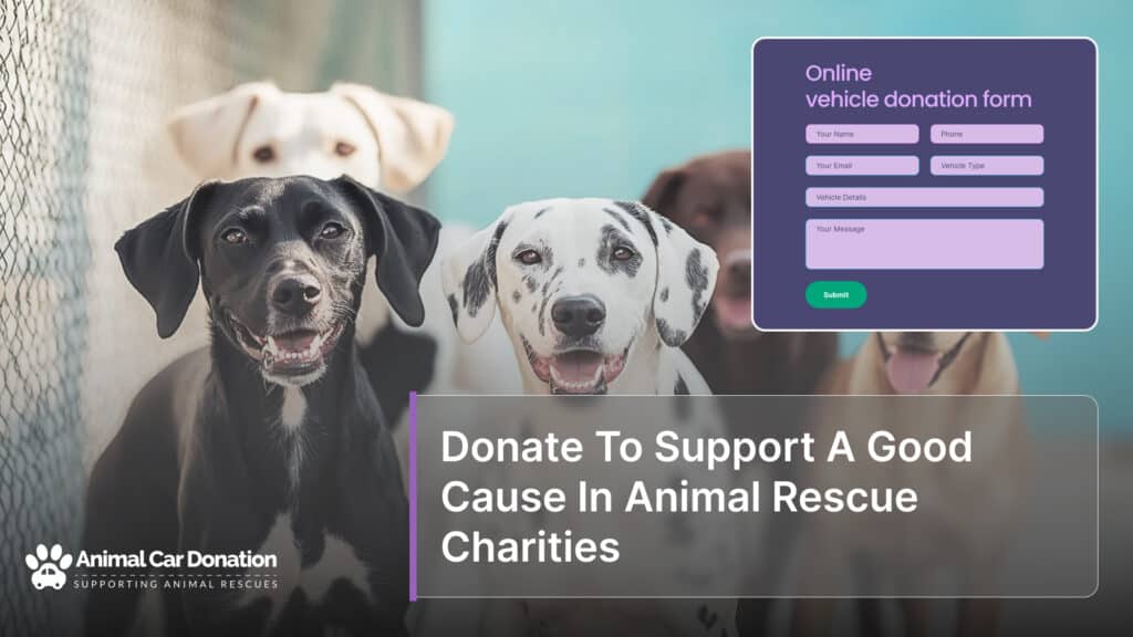 Donate To Support A Good Cause In Animal Rescue Charities