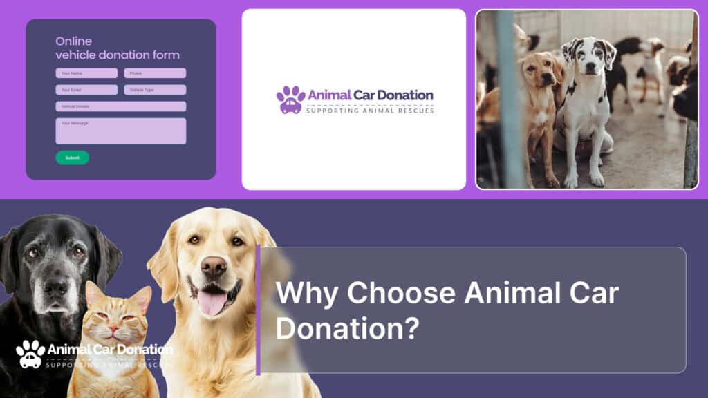 Why Choose Animal Car Donation