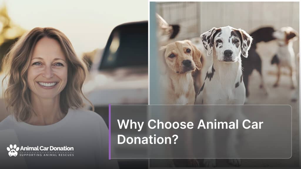Why Choose Animal Car Donation