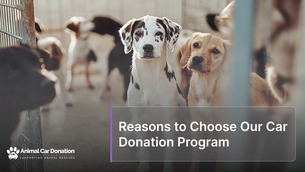 Reasons to Choose Our Car Donation Program