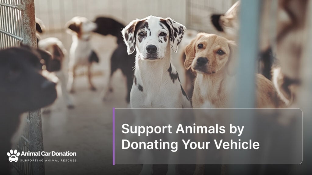 Support Animals by Donating Your Vehicle
