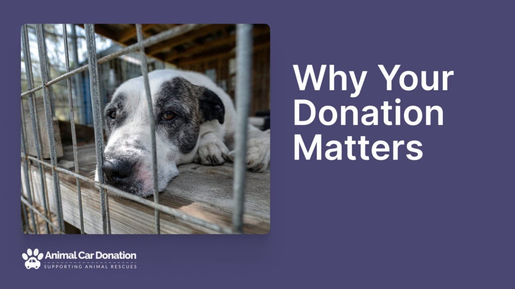 Why Your Donation Matters