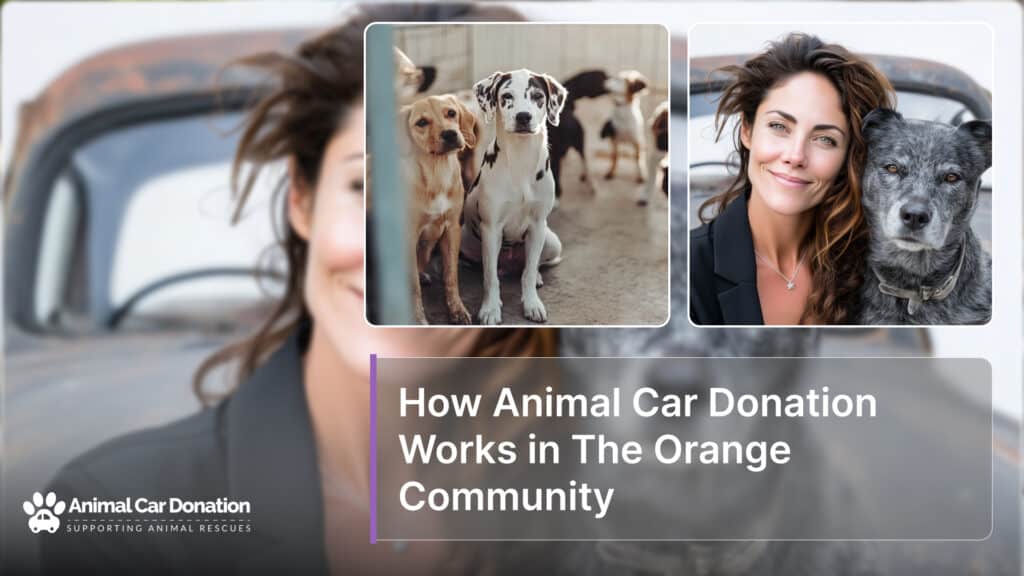 How Animal Car Donation Works in The Orange Community