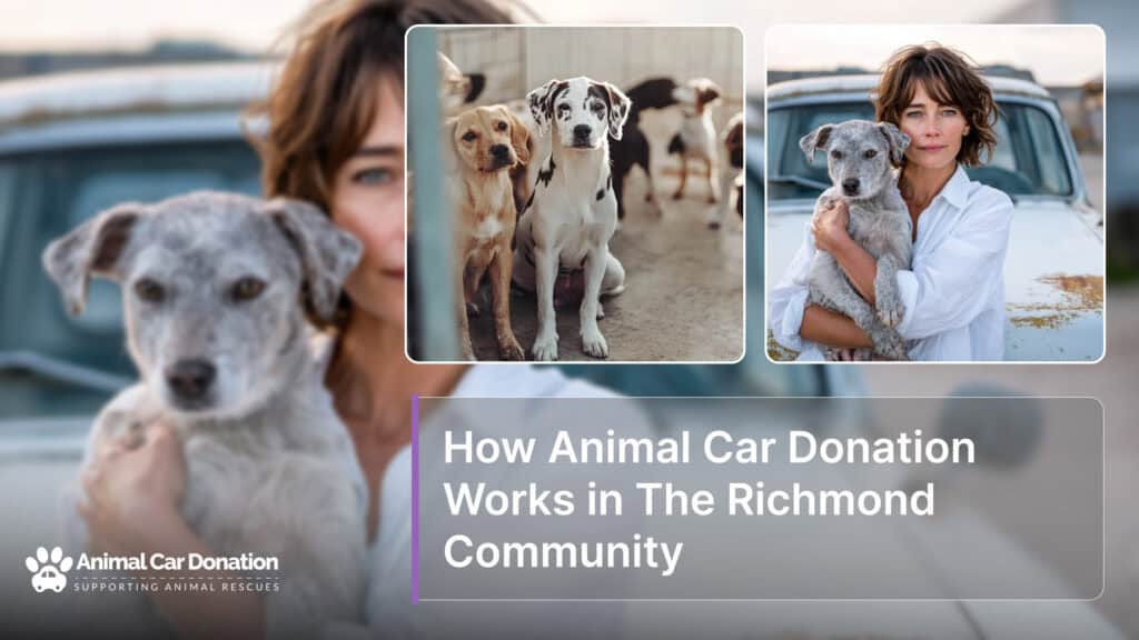 How Animal Car Donation Works in The Richmond Community