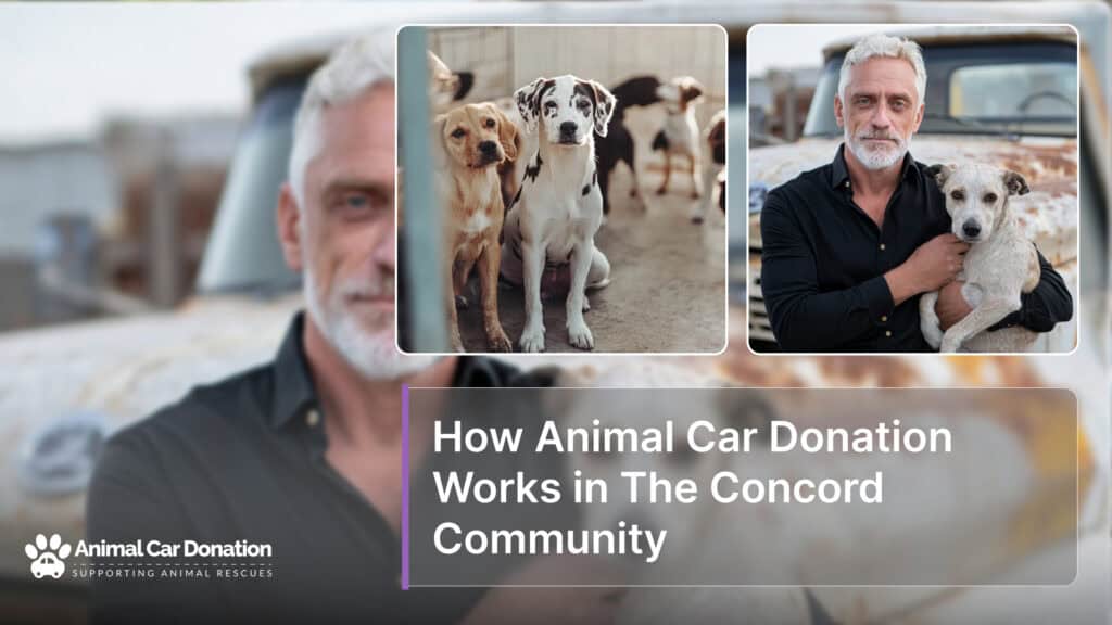 How Animal Car Donation Works in The Concord Community