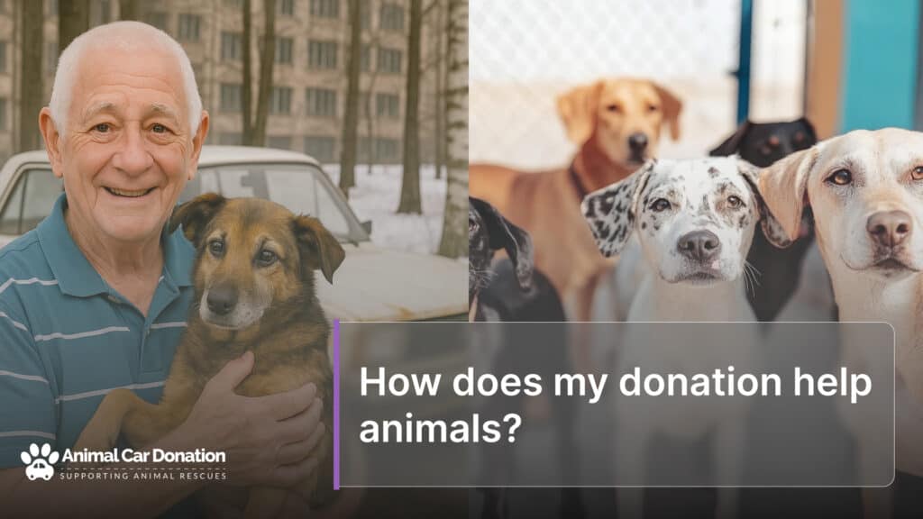 How does my donation help animals