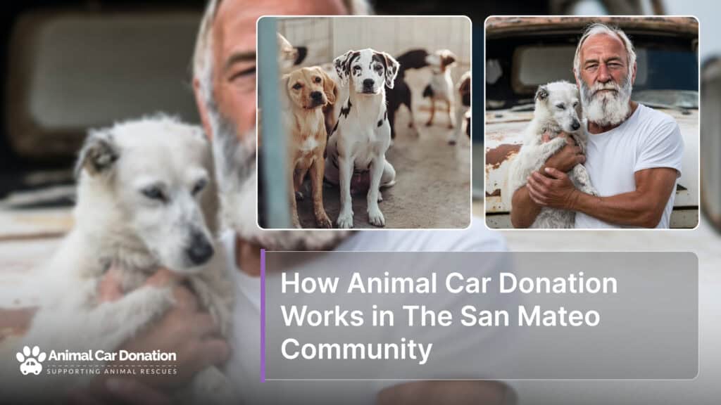 How Animal Car Donation Works in The San Mateo Community