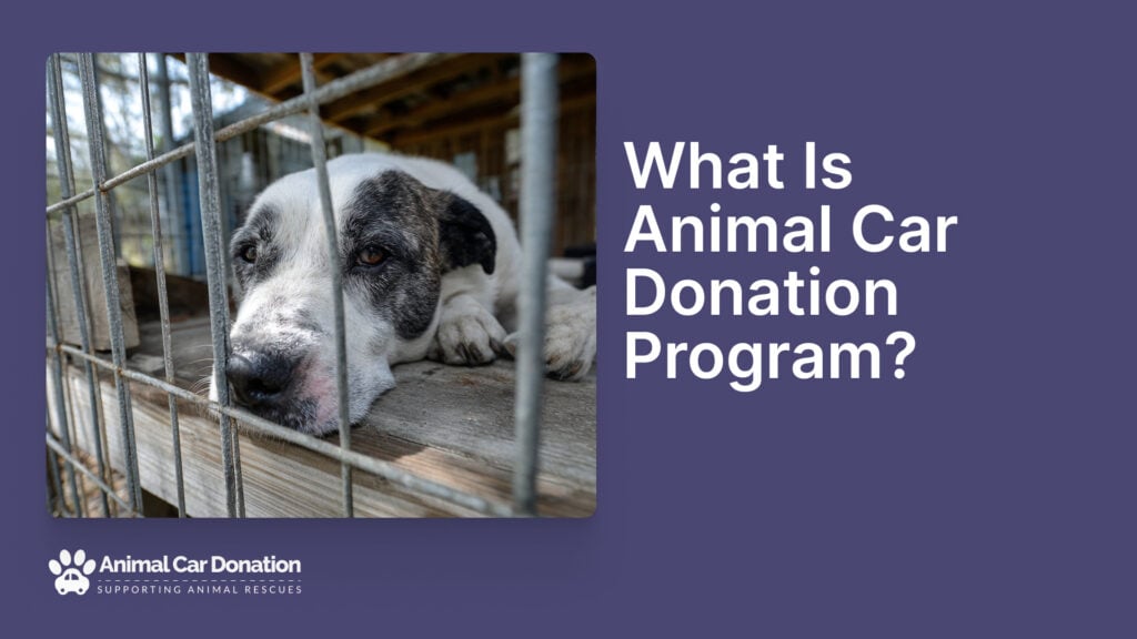 What Is Animal Car Donation Program
