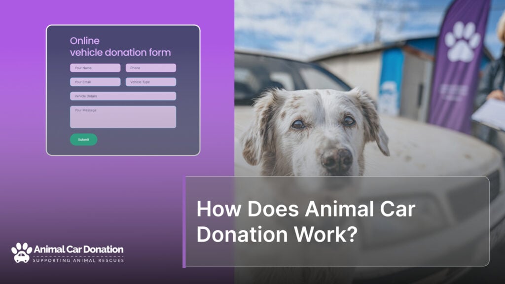 How Does Animal Car Donation Work?