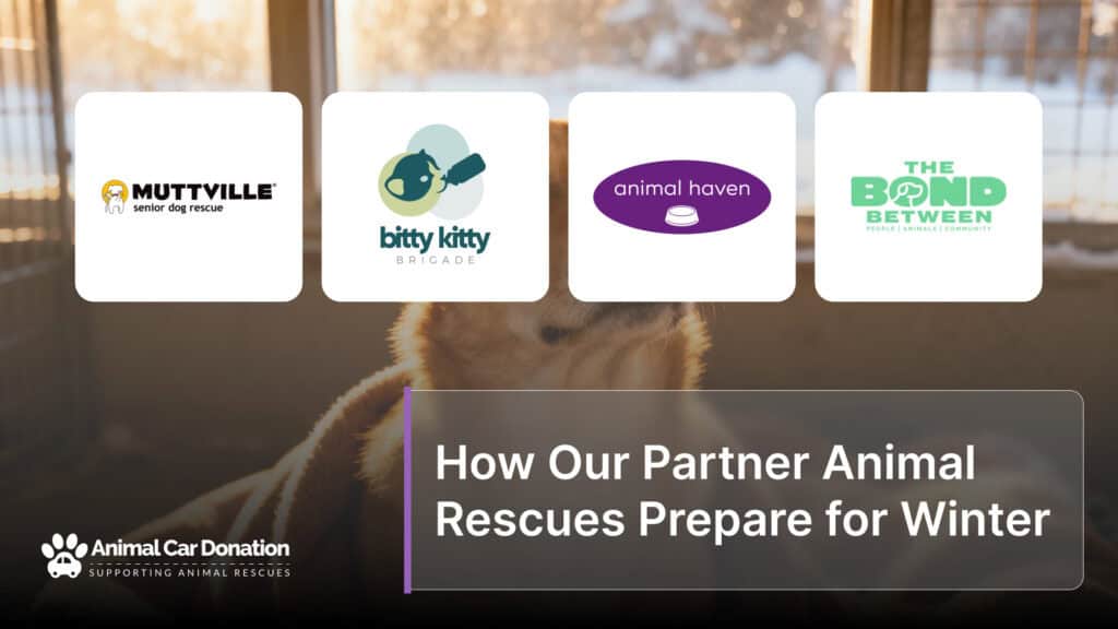 How Our Partner Animal Rescues Prepare for Winter