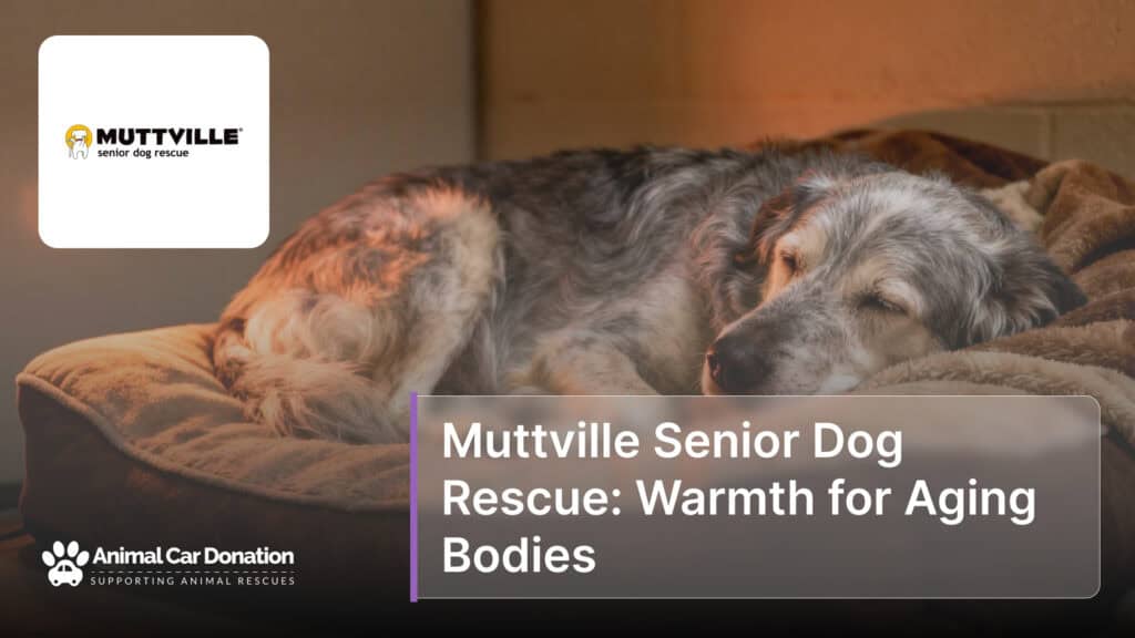 Muttville Senior Dog Rescue: Warmth for Aging Bodies