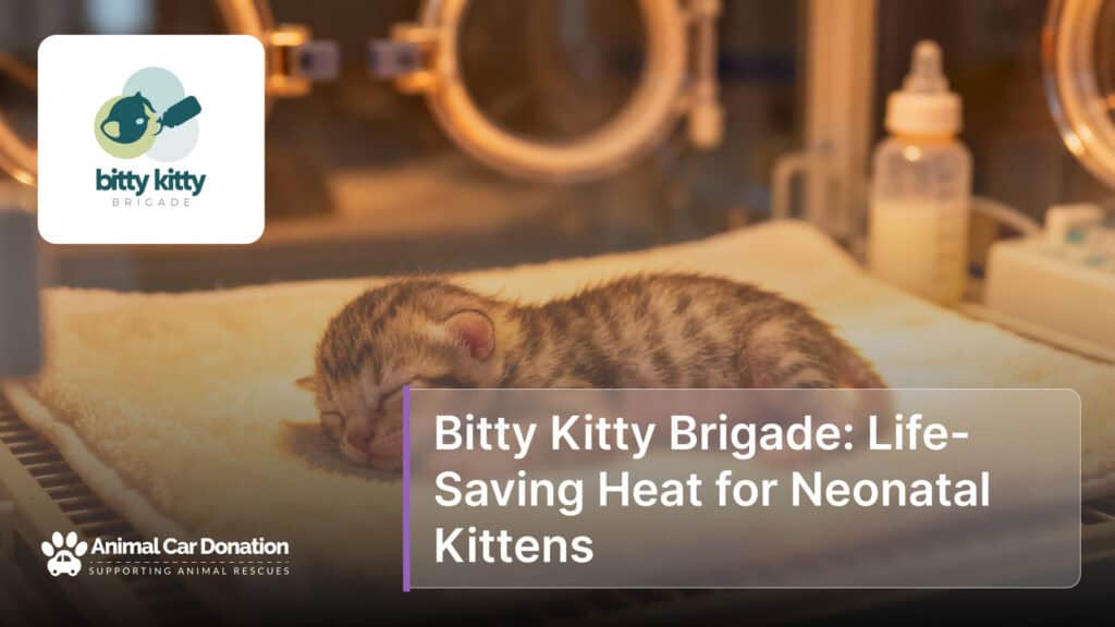 Bitty Kitty Brigade: Life-Saving Heat for Neonatal Kittens