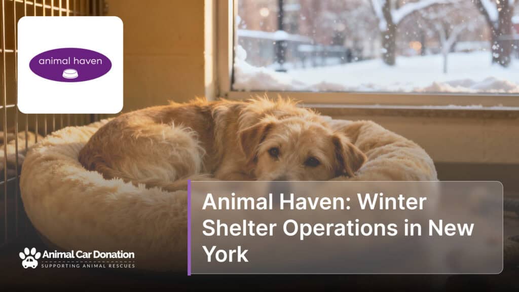 Animal Haven: Winter Shelter Operations in New York
